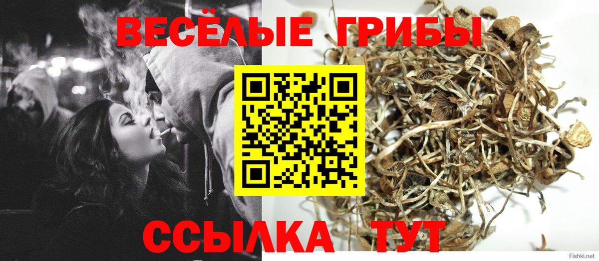 Галлюциногенные грибы мухоморы  Вход с VPN  Курган  закладки  Галлюциногенные грибы Psilocybe 